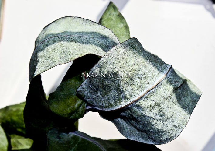 Still Life #1