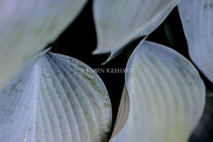 Hosta#2