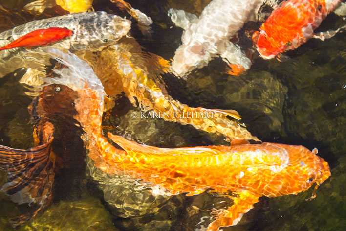 Fish pond